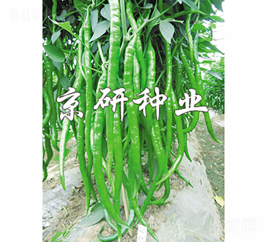 京線2號(hào)-辣椒種子-京研種業(yè)