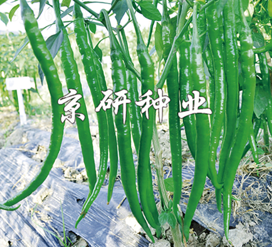 京線3號-辣椒種子-京研種業(yè)