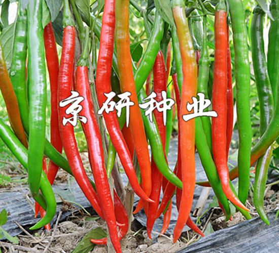 ����5̖(h��o)-�����N��-���зN�I(y��)