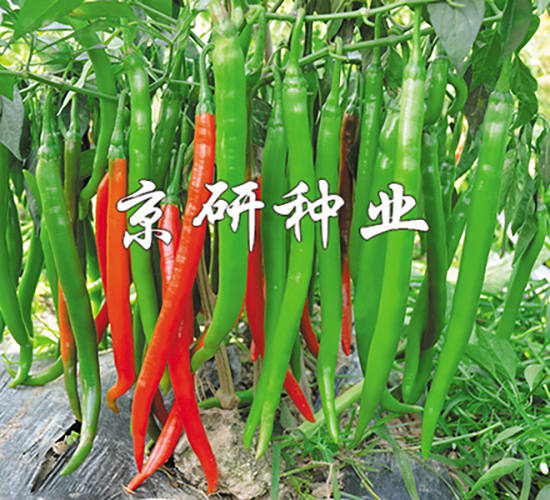 京線6號(hào)-辣椒種子-京研種業(yè)