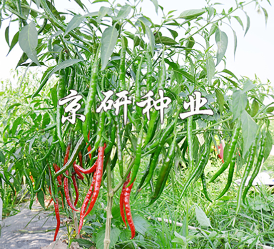 ����1̖-�����N��-���зN�I(y��)