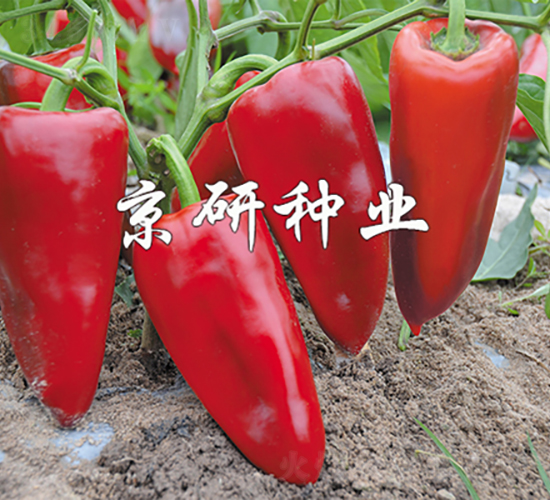 ��������3̖-�����N��-���зN�I(y��)