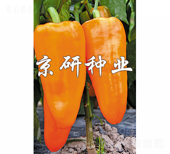 �S��-�����N��-���зN�I(y��)