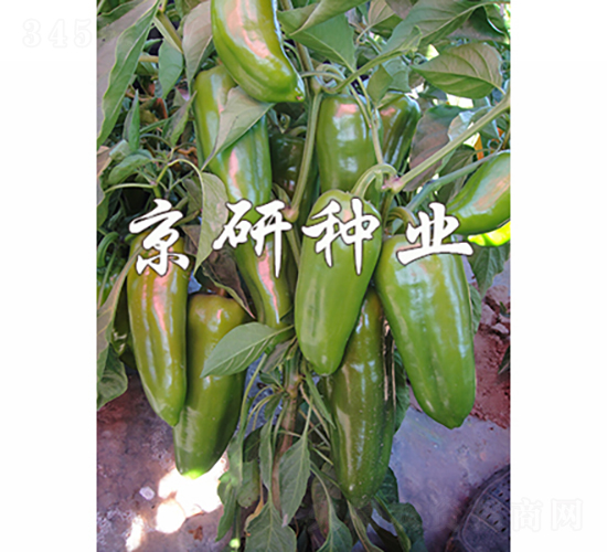 ���T3̖-�����N��-���зN�I(y��)