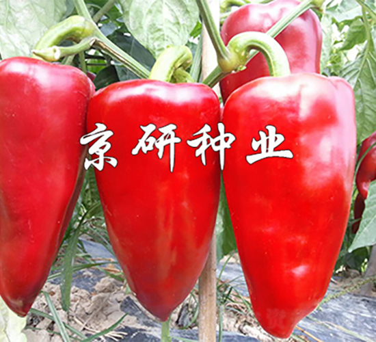 ���T5̖(h��o)-�����N��-���зN�I(y��)