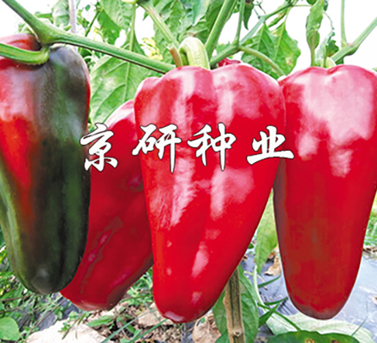 ���T6̖-�����N��-���зN�I(y��)