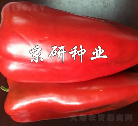 京碩160-辣椒種子-京研種業(yè)