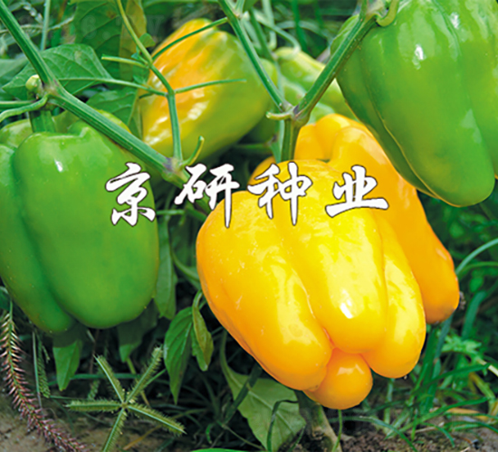 ����3̖(h��o)-�����N��-���зN�I(y��)