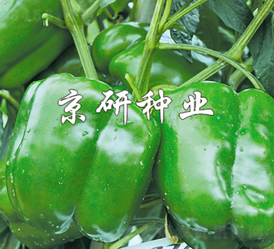 ����4̖-�����N��-���зN�I(y��)