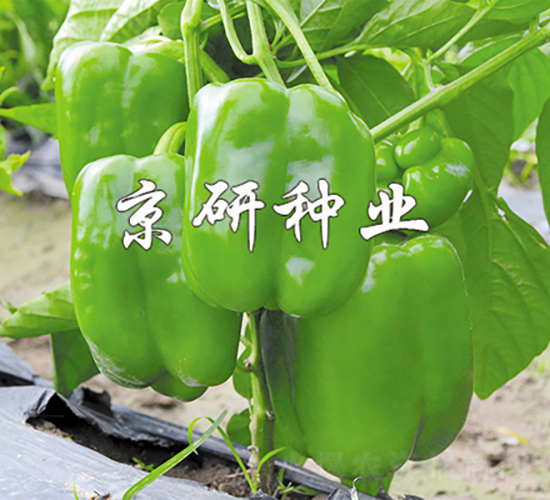 ����5̖-�����N��-���зN�I(y��)