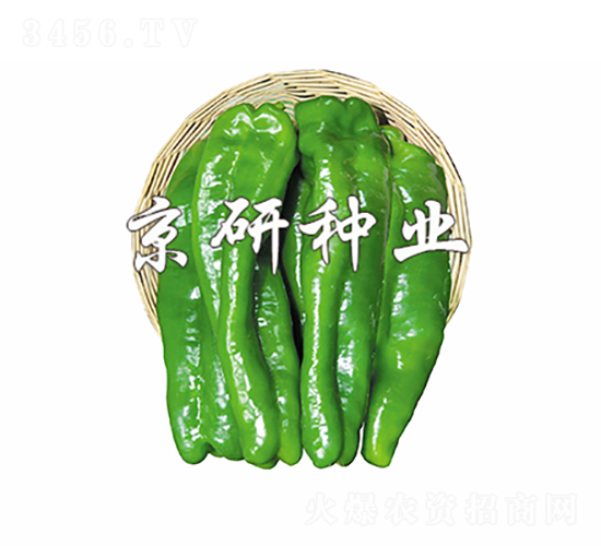 博銳-辣椒種子-京研種業(yè)