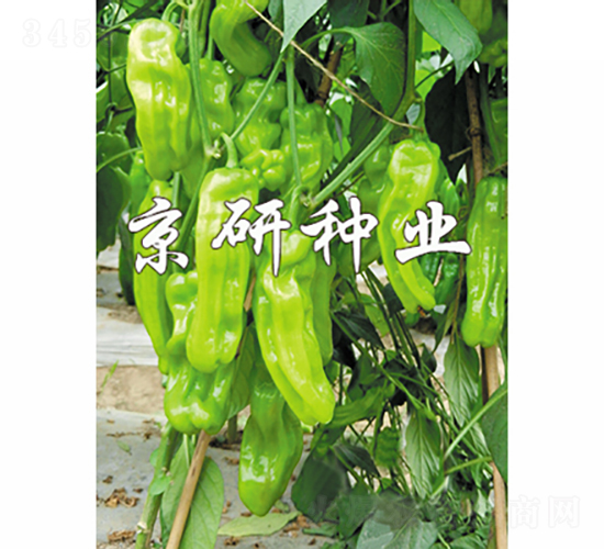 ����165-�����N��-���зN�I(y��)