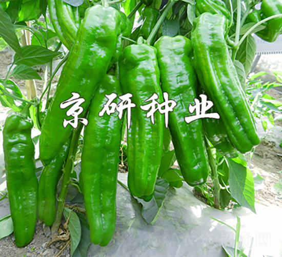 ����468-�����N��-���зN�I(y��)