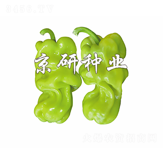 皺皮1號(hào)-辣椒種子-京研種業(yè)