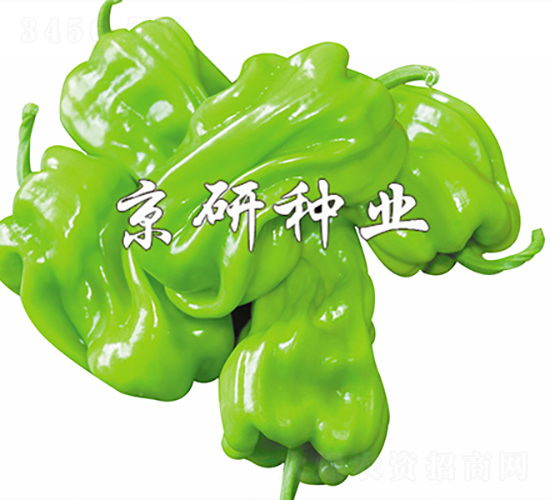 皺皮2號-辣椒種子-京研種業(yè)
