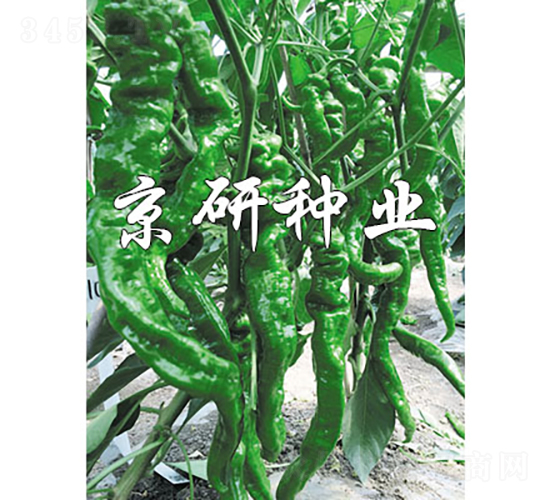 �ݽz���(l��i)��F1-�����N��-���зN�I(y��)