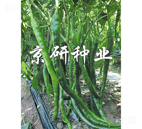 ����158-�����N��-���зN�I(y��)