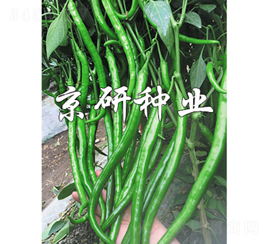 ����181-�����N��-���зN�I(y��)