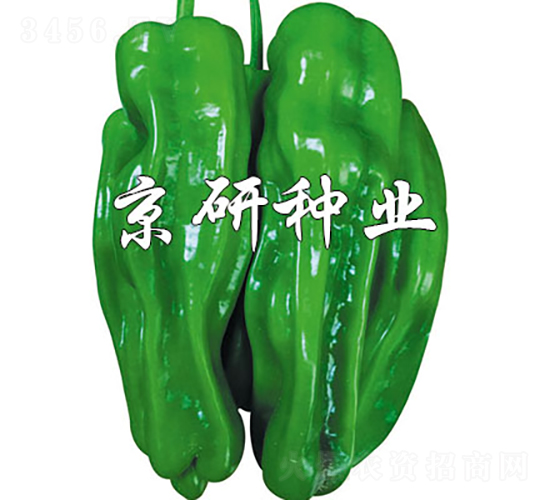 博悅2號-辣椒種子-京研種業(yè)