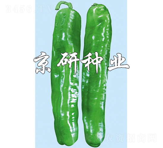 博悅3號-辣椒種子-京研種業(yè)