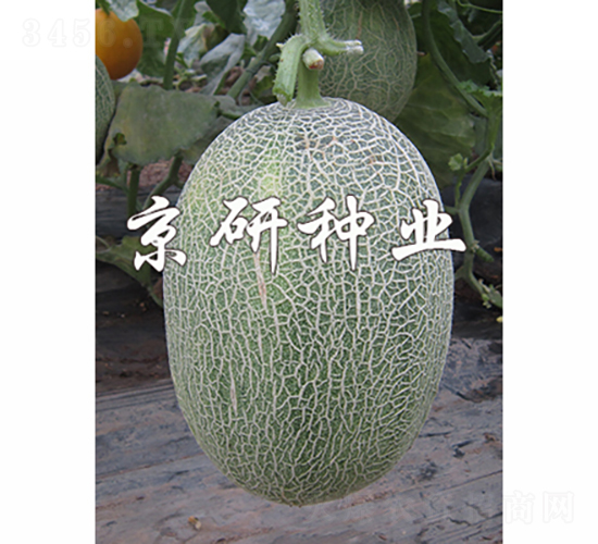 ������28-��ϷN��-���зN�I(y��)