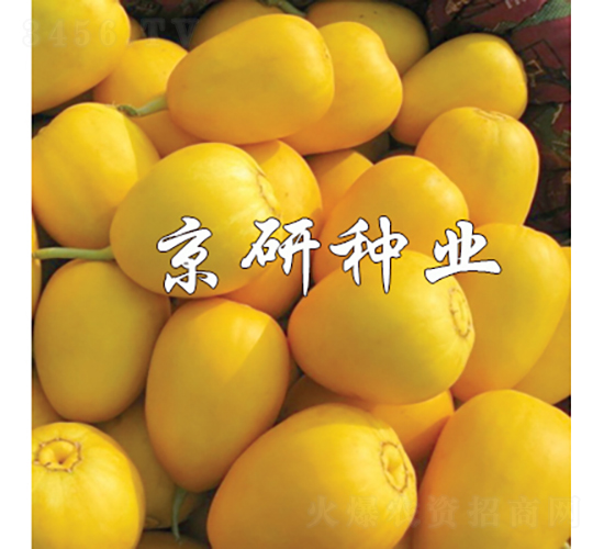 京玉357-甜瓜種子-京研種業(yè)