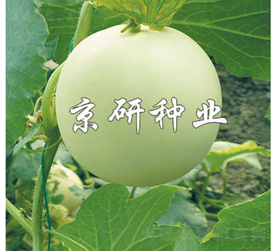 京玉1號(hào)-甜瓜種子-京研種業(yè)