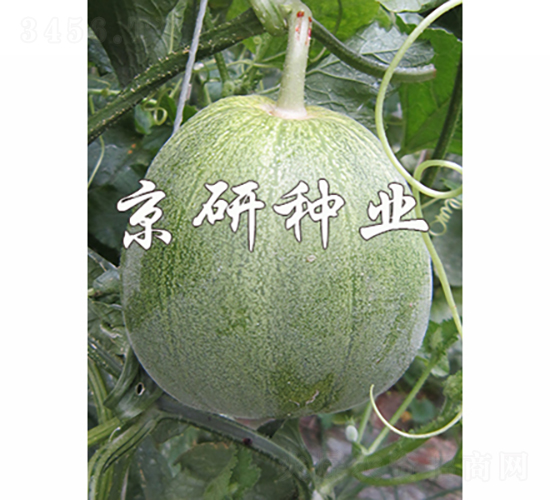 京玉848-2-甜瓜種子-京研種業(yè)