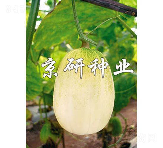 京玉京妃-甜瓜種子-京研種業(yè)