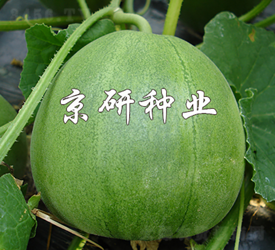 京玉綠寶2號(hào)-甜瓜種子-京研種業(yè)