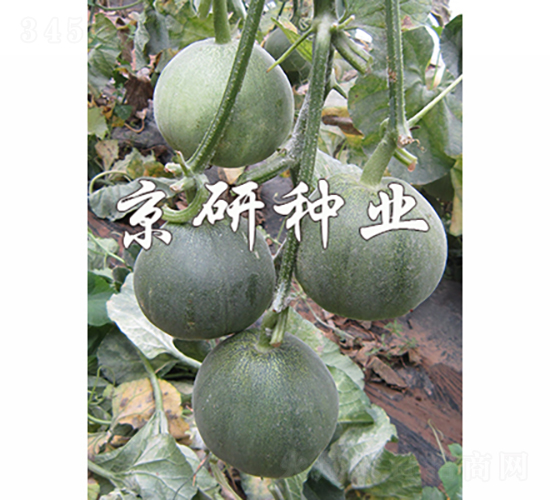 京玉綠寶3號-甜瓜種子-京研種業(yè)
