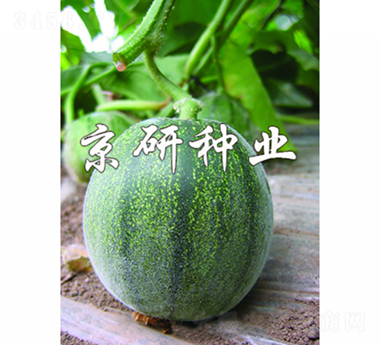 京玉墨寶-甜瓜種子-京研種業(yè)