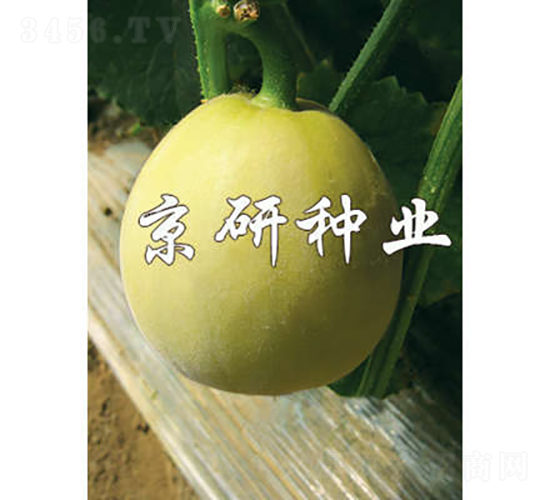 京玉417-甜瓜種子-京研種業(yè)