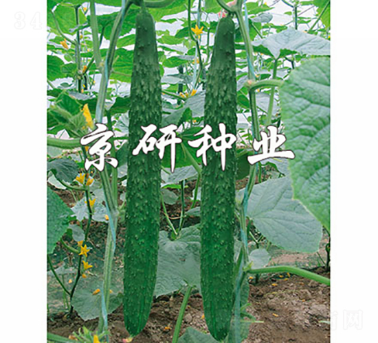 ���S298-�S�ϷN��-���зN�I(y��)