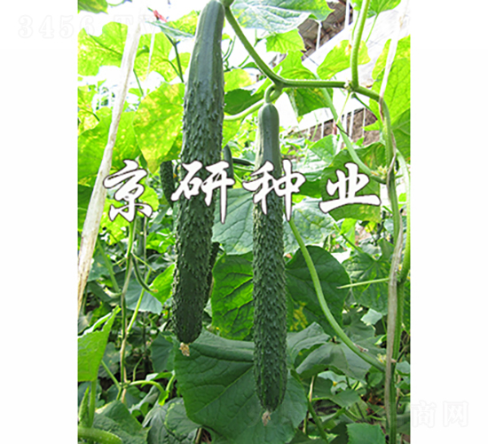 京研優(yōu)勝-黃瓜種子-京研種業(yè)