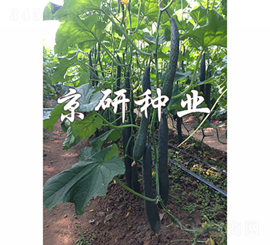 京豐235-黃瓜種子-京研種業(yè)