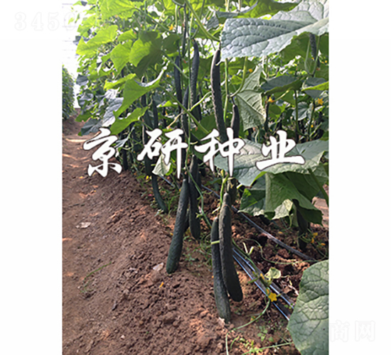 ���S440-�S�ϷN��-���зN�I(y��)