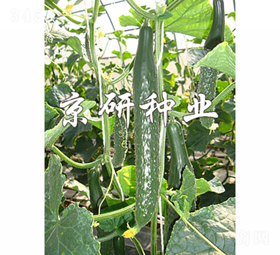 ���оG��1249-�S�ϷN��-���зN�I(y��)