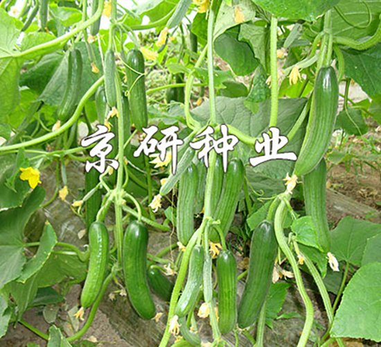 ��������13̖-�S�ϷN��-���зN�I(y��)