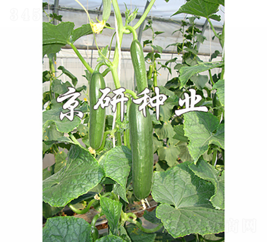 京研迷你8號(hào)-黃瓜種子-京研種業(yè)