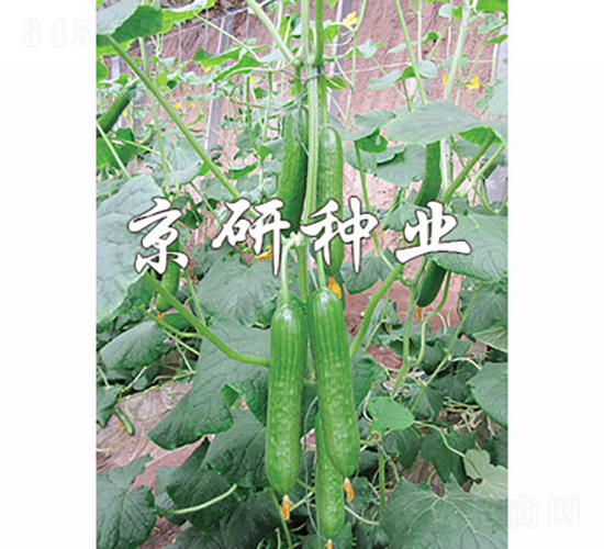 �G���`5̖(h��o)-�S�ϷN��-���зN�I(y��)