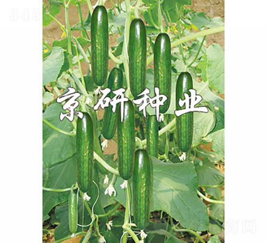 京研迷你4號-黃瓜種子-京研種業(yè)