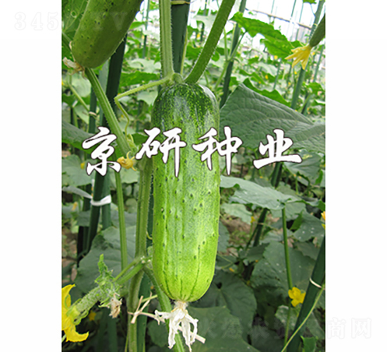 京研綠玲瓏-黃瓜種子-京研種業(yè)