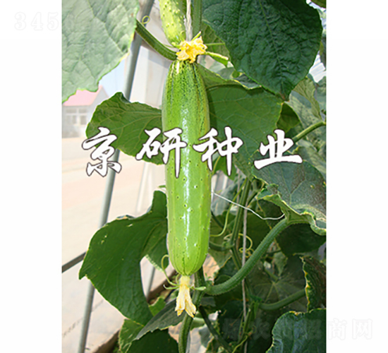 京研旱寶5號-黃瓜種子-京研種業(yè)