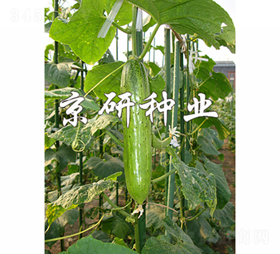 ���к���2̖-�S�ϷN��-���зN�I(y��)