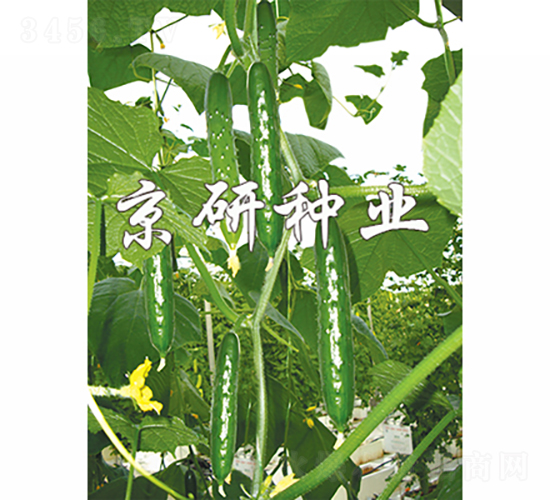 ���2̖-�S�ϷN��-���зN�I(y��)