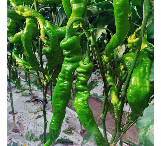 ���]201-�����N��-��������