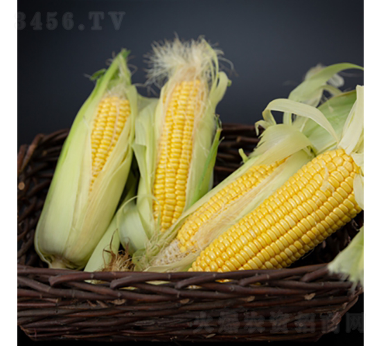 ����99-���׷N��-��������