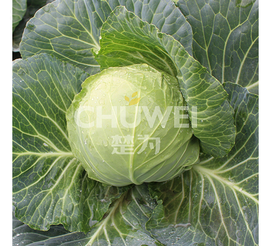 ���A��114-���{(l��n)�N��-��������