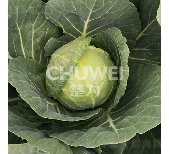 ���A��106-���{(l��n)�N��-��������